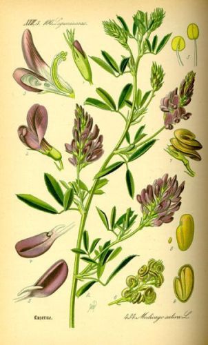 Moon-Trefoil - Medicago sativa - Люцерна посевная